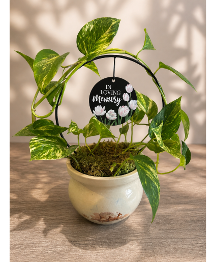 Remembrance Ring Sympathy Plant & Keepsake