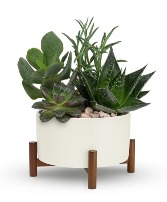 Retro Succulent Garden  