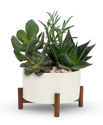 Retro Succulent Garden  
