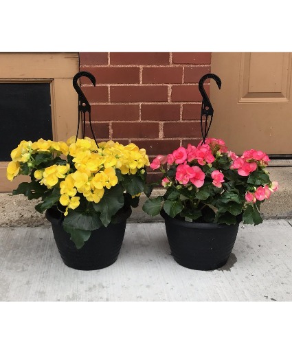 Rieger Begonia Hanging Basket Hanging Basket