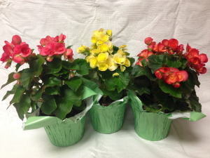 Rieger Begonia Mother's Day