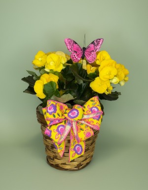 Rieger Begonia Plant 