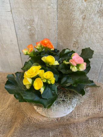 Rieger Begonia  Planter