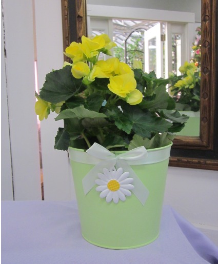 Riegor Begonia Plant Plant