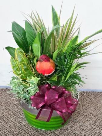 Robin's Dish Garden FHF-D03 Assorted Plants (local delivery only)