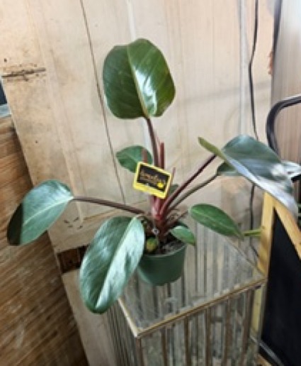 Rojo Congo Philodendron house plant