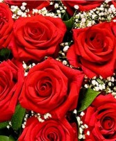 Rooting for you- Red roses