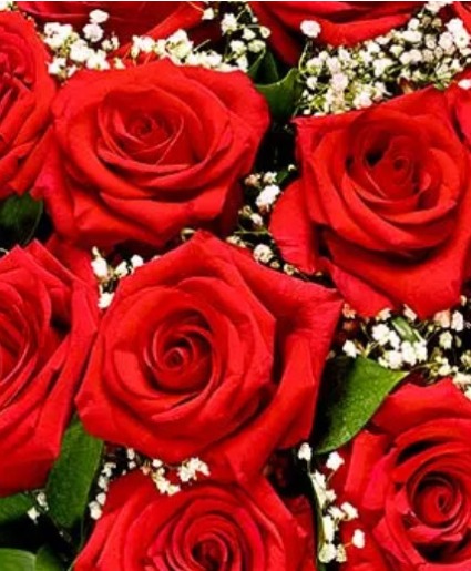 Rooting for you- Red roses