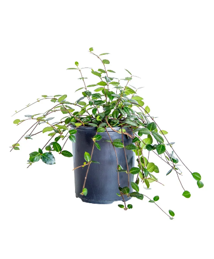 Lush Asiatic Jasmine Plant in Marion, IA - Roots In Bloom