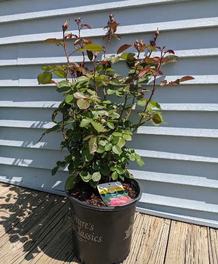 Rose Bush 