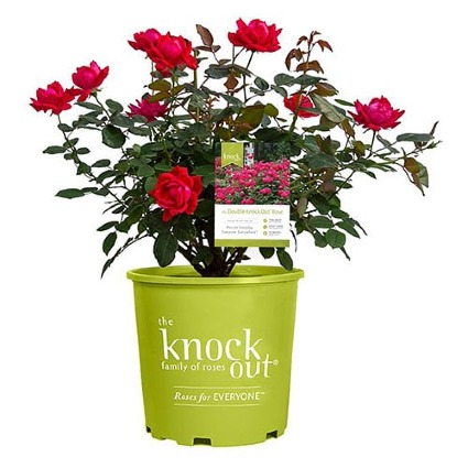 Rose Bush  