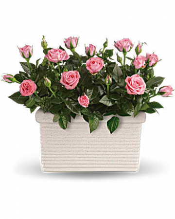 Rose Bush That will re-bloom each year! 