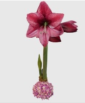 Rose Kissed Amaryllis Bulb Available 2/1/26 Bulb