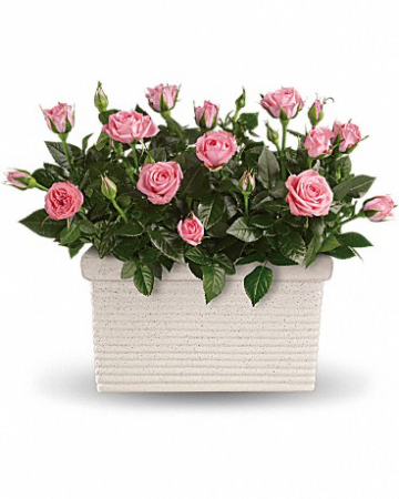 Rose Repose Plant Flower