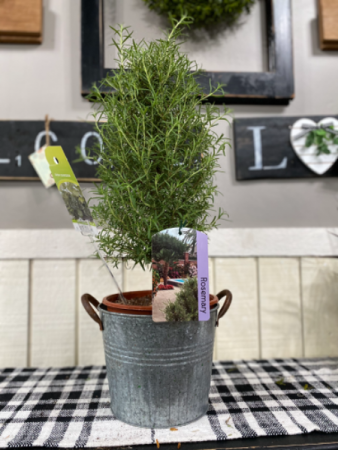 Rosemary Tree Plant