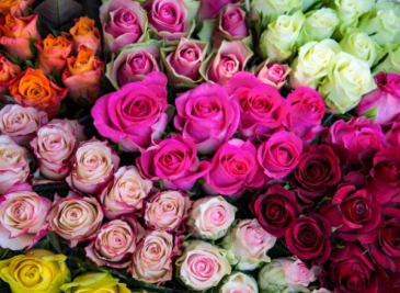 Roses Roses Roses  in Boca Raton, FL | Flowers of Boca
