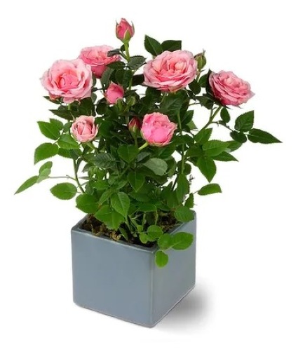 Rosy Cheeks Arrangement