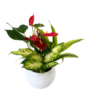 Round White Planter Planter