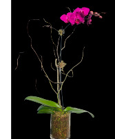Royal Purple Orchid Plant  plant