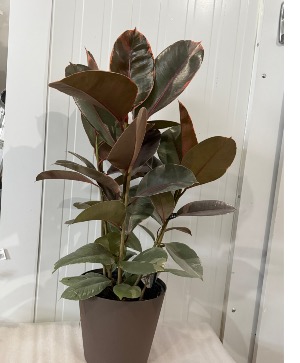 Rubber plant  