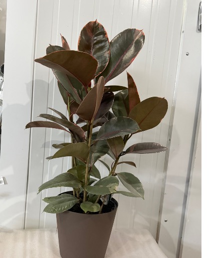Rubber plant  