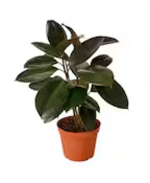 Rubber Plant 6" 1 LEFT $54.95