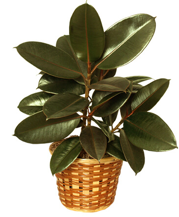 RUBBER PLANT BASKET Ficus elastica in Louisville, OH | DOUGHERTY FLOWERS, INC.