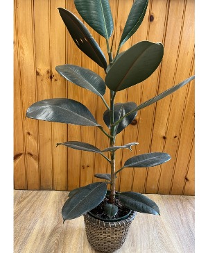 Rubber Plant Plant