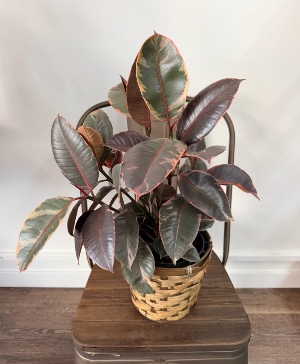 Rubber Tree 