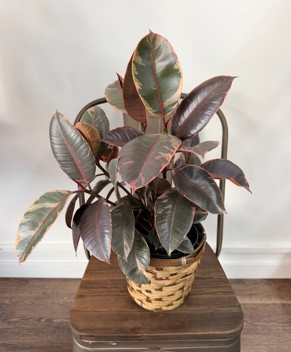 Rubber Tree 