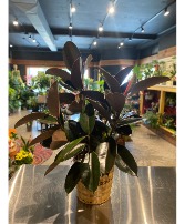 Rubber Tree Floor Plant