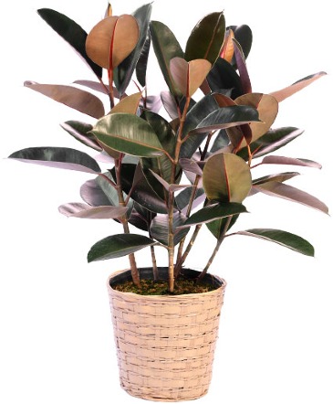 Rubber Tree  Plant  in Trumann, AR | Blossom Events & Florist