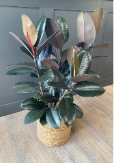 Rubber Tree Plant