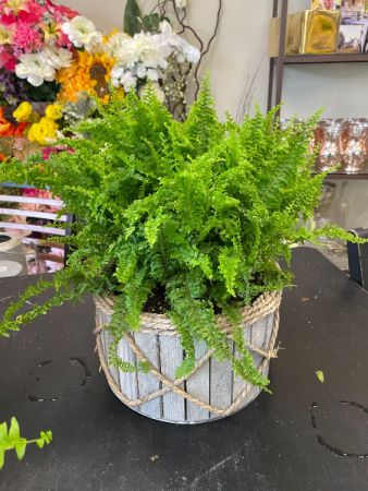 Ruffle Leaf Fern 