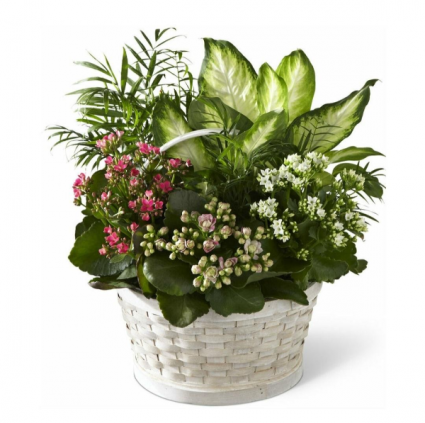 Rural Beauty Dishgarden 
