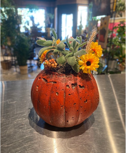 Rust Pumpkin Succulent Plant