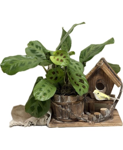 Rustic Birdhouse Planter Plant