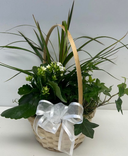 Rustic Green Plant Basket  Planter