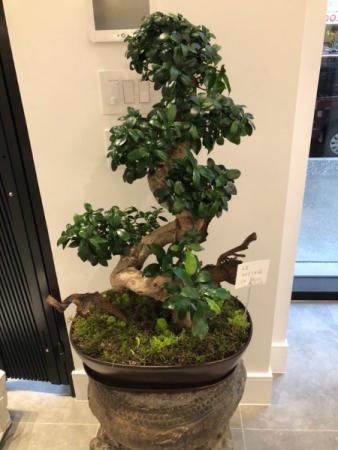 S style Ficus Ginseng Bonsai Tree in Vancouver, BC - Paradise Garden Florist