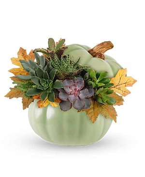 Sage Pumpkin Succulent Garden 