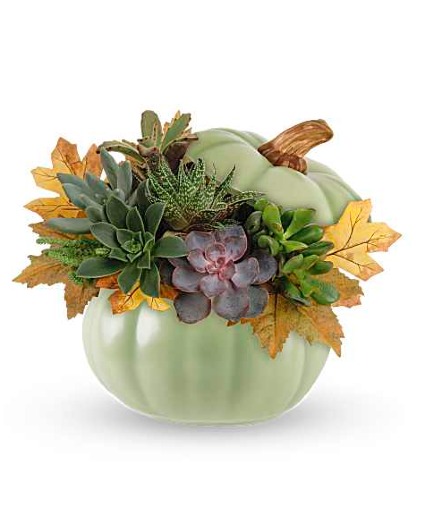 Sage Pumpkin Succulent Garden 