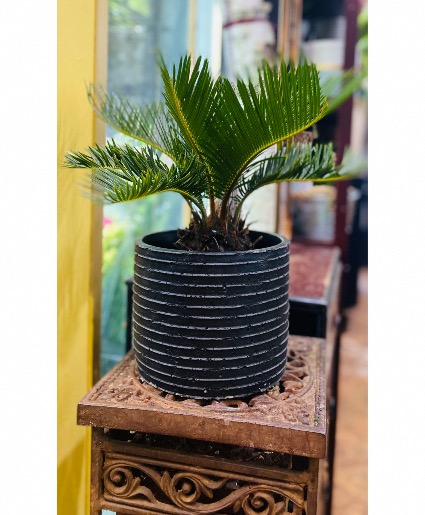 Sago palm --Black textured ceramic