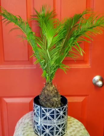 Sago Palm in 6.5" ceramic pot 