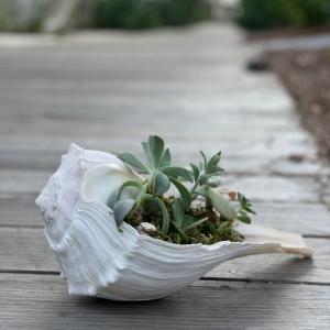 Salty Succulent 