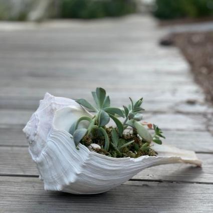 Salty Succulent 