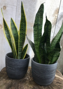 Sanseveria Snake Plant  Plant  