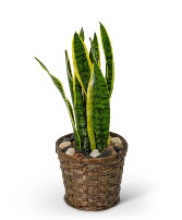 Sansevieria Plant in Basket Plant