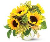 Sassy Sunflowers 