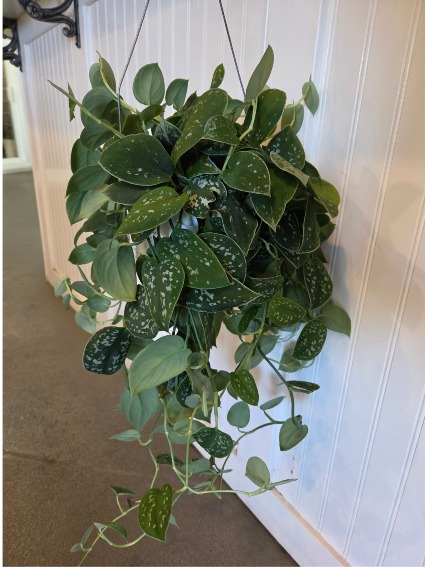 Satin Pothos in 6" pot Hanging indoor green plant