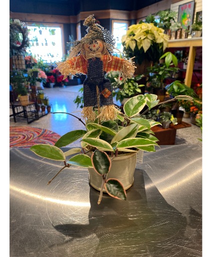 Mini Scarecrow Hoya  ***Local Delivery Only ***